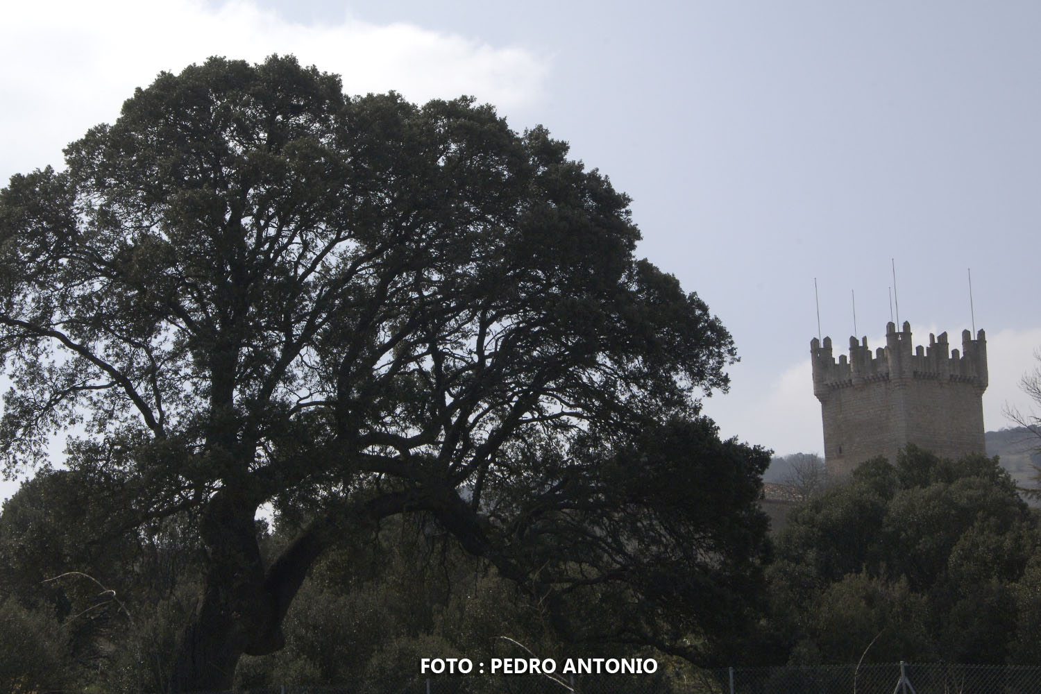 ENCINAR Y CASTILLO DE TORREPADIERNE