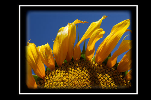 Girasoles al Sol