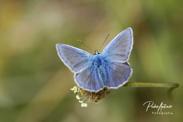 Mariposas sobre los montes obarenes