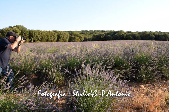 Entre Campos de Lavanda