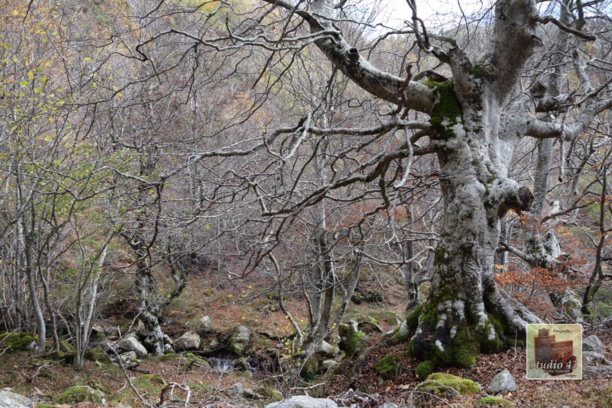 Cascada de La Salceda en Los Montes de Quisicedo