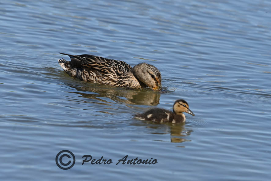 ENTRE OCAS Y ANADES REALES