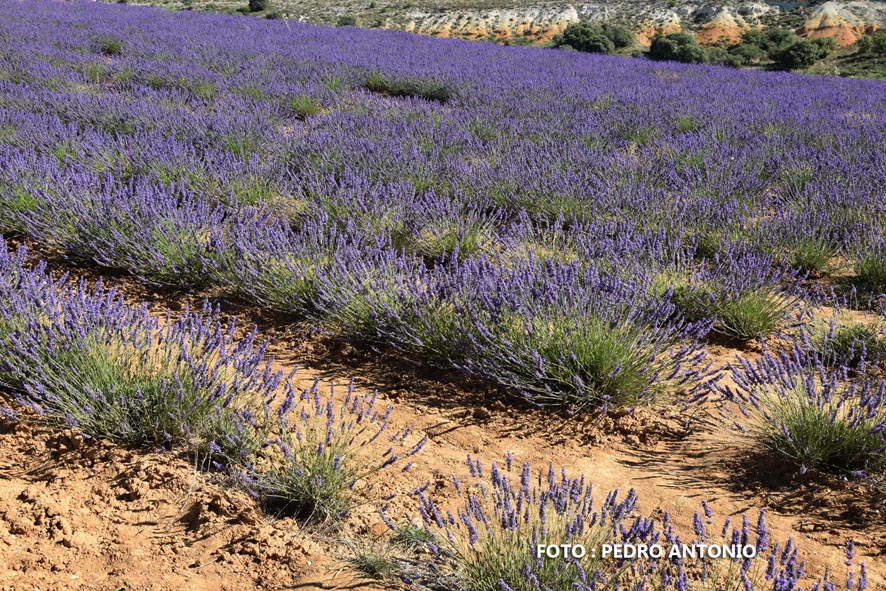 ENTRE CAMPOS DE LAVANDA EN CALERUEGA