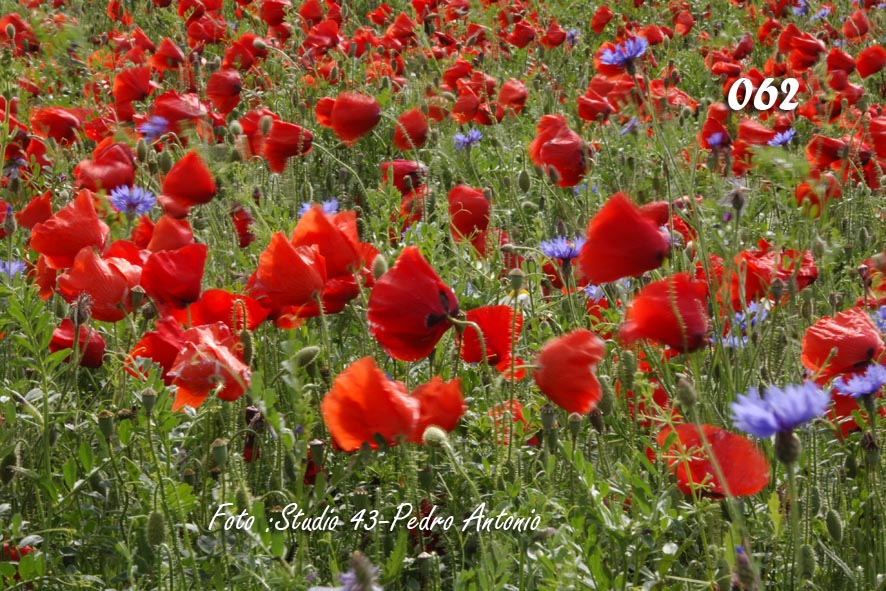 POSTALES GRAFICAS DE BURGOS,TRAS LA CAMAR DE PEDRO ANTONIO