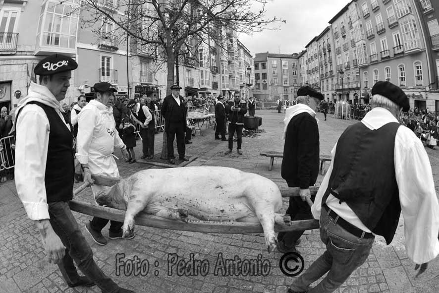 MATANZA DEL CERDO EN LA FLORA