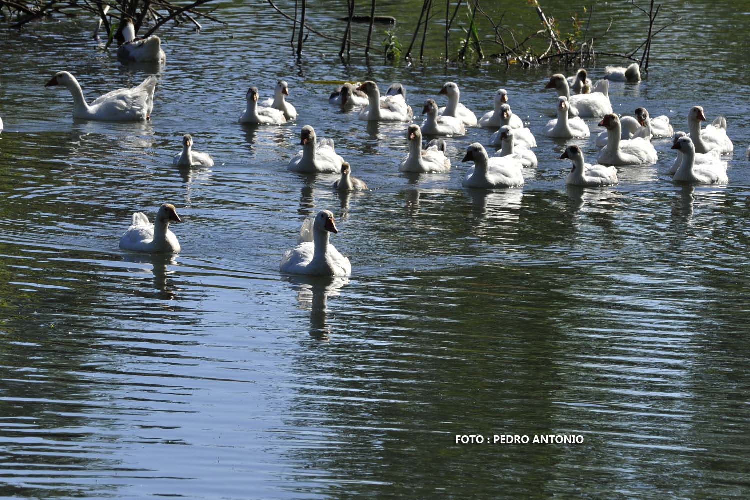 OENTRE LAS OCAS Y ANADES REALES EN EL RIO ARLANZON