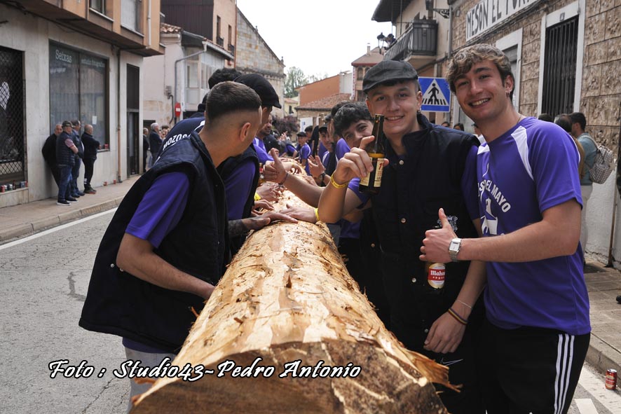 ALZADO  O PINGADO DEL PINO,MIRANDO AL CIELO ,TRADICION  EN MAYO EN SAN LEONARDO DE YAGUE ,SORIA