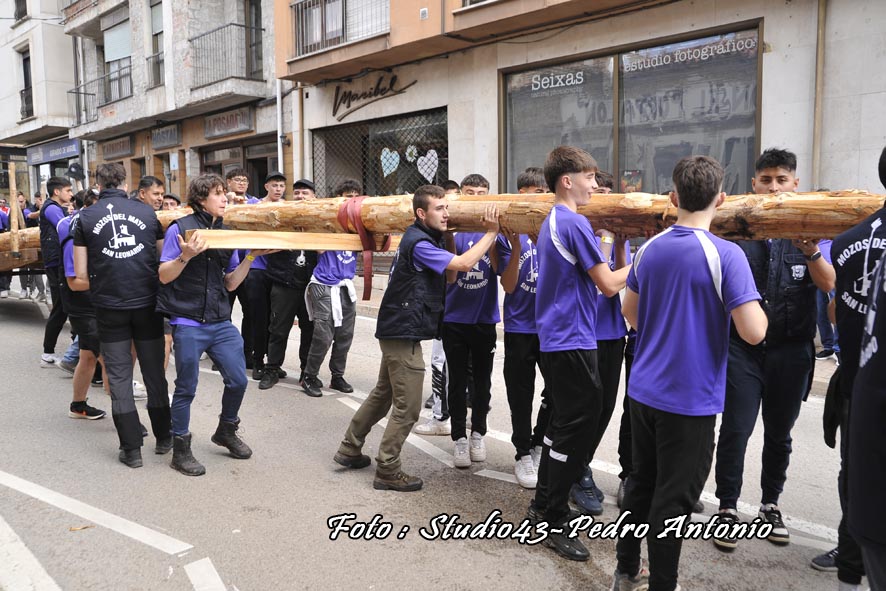 ALZADO O PINGADO DEL PINO,MIRANDO AL CIELO ,TRADICION EN MAYO EN SAN LEONARDO DE YAGUE ,SORIA
